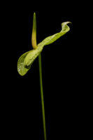 Herisau, Appenzell, Schweiz, 1. Oktoberr 2015 - Blumen von Doris Forrer, le petit Jardin.