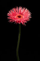 Herisau, Appenzell, Schweiz, 1. Oktoberr 2015 - Blumen von Doris Forrer, le petit Jardin.