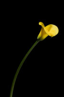 Herisau, Appenzell, Schweiz, 1. Oktoberr 2015 - Blumen von Doris Forrer, le petit Jardin.