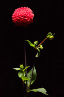 Herisau, Appenzell, Schweiz, 1. Oktoberr 2015 - Blumen von Doris Forrer, le petit Jardin.