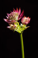 Herisau, Appenzell, Schweiz, 1. Oktoberr 2015 - Blumen von Doris Forrer, le petit Jardin.