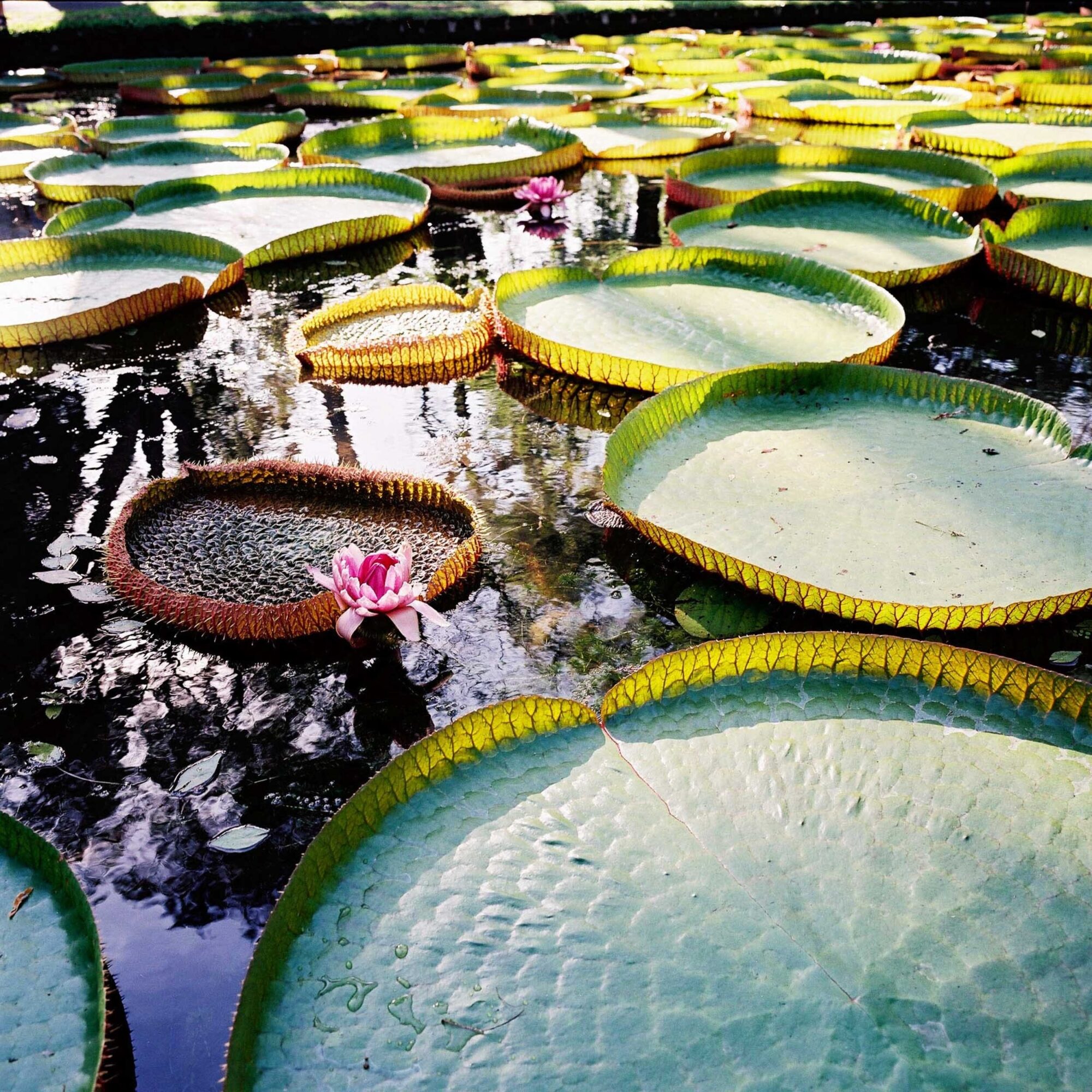 MAURITIUS,17.MAERZ02 -  Ferien auf der Insel Mauritius. Botanischer Garten, Seerosenteich.

photo by Daniel Ammann