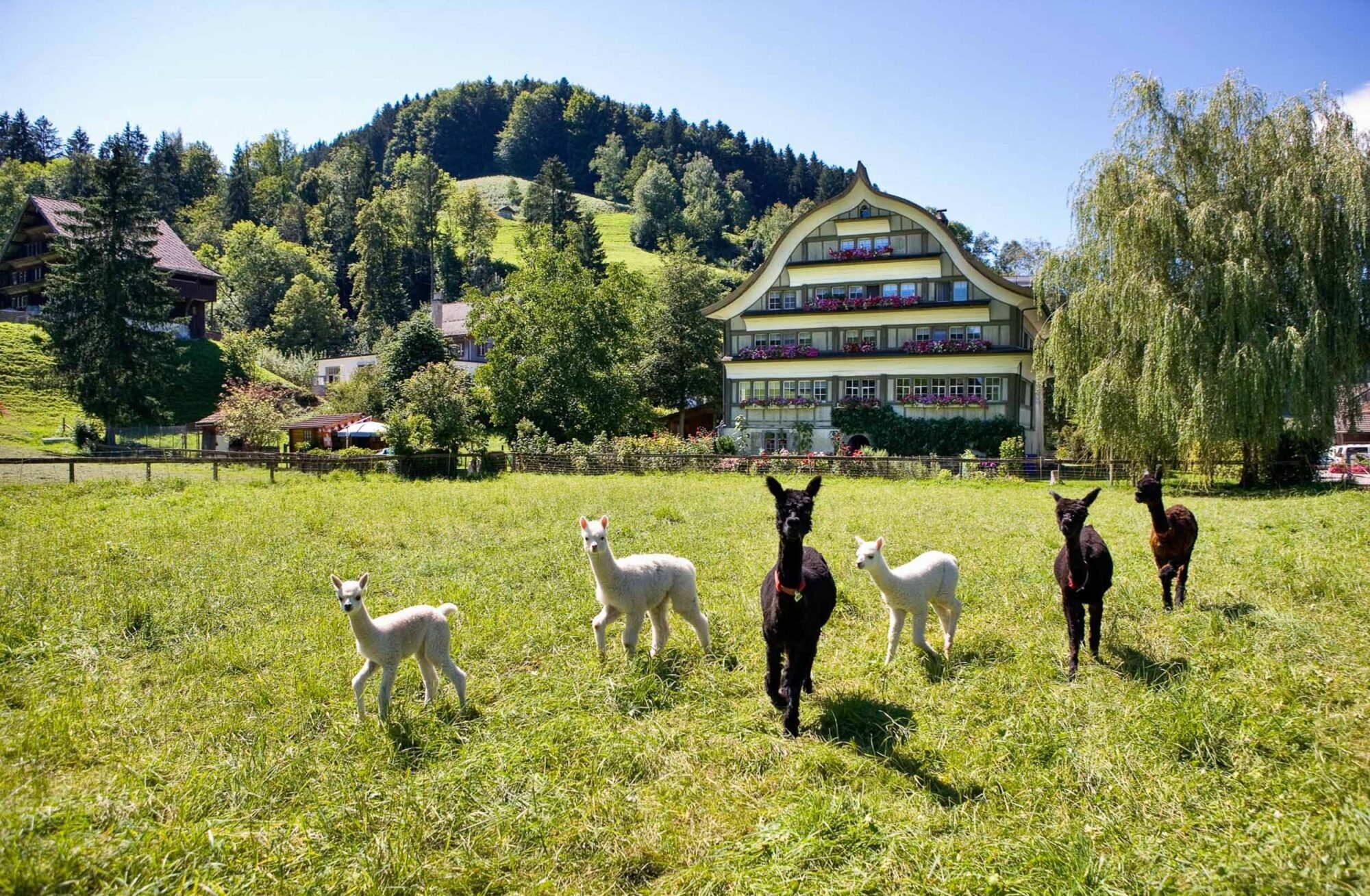 Spreitenbach, Neckertal, St. Gallen, Schweiz, 15. August 2007 - Lamas auf der Wiese.

Photo by Daniel Ammann