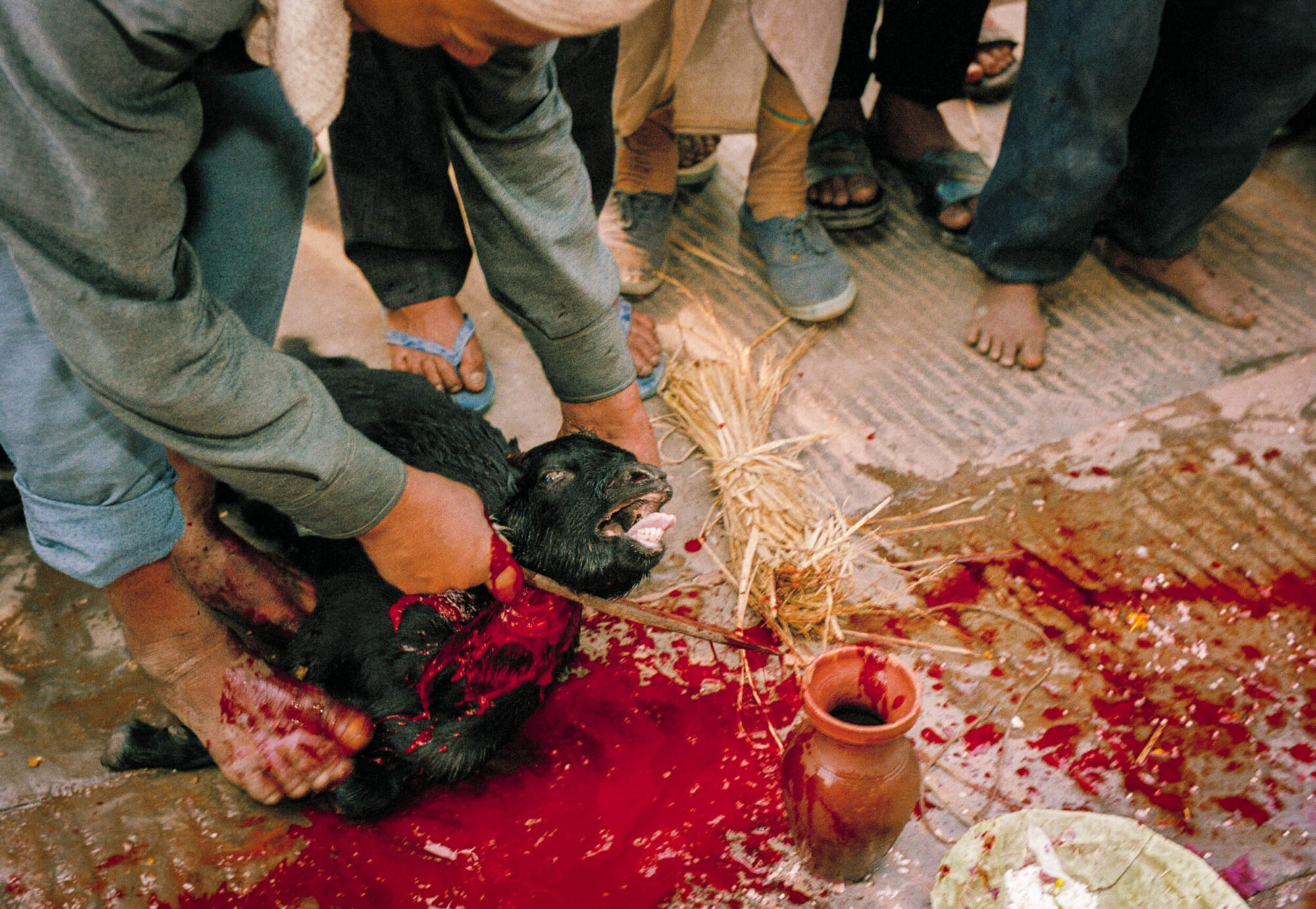 KATHMANDU 7. APRIL 2000 -  Einheimische in Nepals Stadt Bakthapur opfern ein schwarzes Lamm und beginnen das Fest zum Jahreswechsel.

Photo by Daniel Ammann