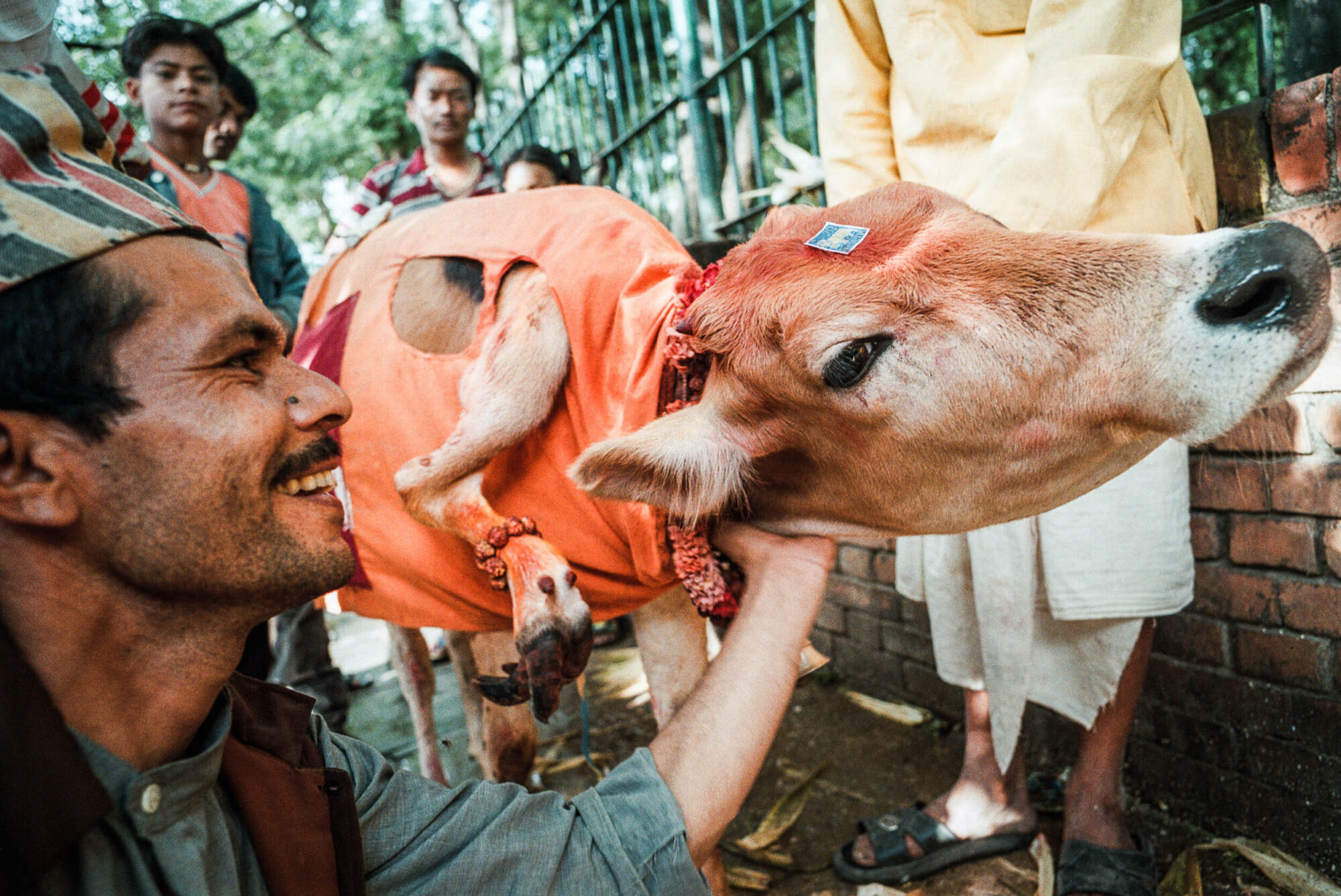 STG01: KATHMANDU, 16JUN00 - Eine fuenfbeinige Kuh wird von Besitzer beim Pashupati Tempel liebevoll gestreichelt.

da/ Photo by Daniel Ammann