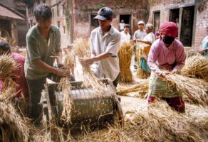 KATHMANDU 27. APRIL 2000 - Nepalis dreschen von Hand in mitten eines Wohnquartiers der Hauptstadt Nepals das geerntete Korn.

Photo by Daniel Ammann