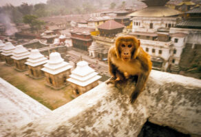 KATHMANDU 7. APRIL 2000 - Im Tempel Pashupati, einem Hinduistischen Heiligtum in Nepals Hauptstadt  Kathmandu, sprint ein Affe in Richtung der Kamera.

Photo by Daniel Ammann