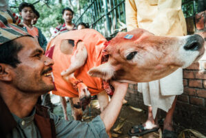 STG01: KATHMANDU, 16JUN00 - Eine fuenfbeinige Kuh wird von Besitzer beim Pashupati Tempel liebevoll gestreichelt.

da/ Photo by Daniel Ammann