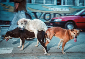 STG05: KATHMANDU, 16JUN00 - Waehrend eines Religioesen Festes in Kathmandu, standen die drei Hunde Balzend und lechzend am Strassenrand und liessen sich von den vorbeihuschenden Menschen in Autos und per Pedes nicht beeindrucken.

da/ Photo by Daniel Ammann