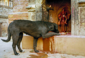 KATHMANDU 7. APRIL 2000 -  Ein Hund in Nepals Hauptstadt Kathmandu frisst die Gaben an einem Hindu Tempel weg.

Photo by Daniel Ammann