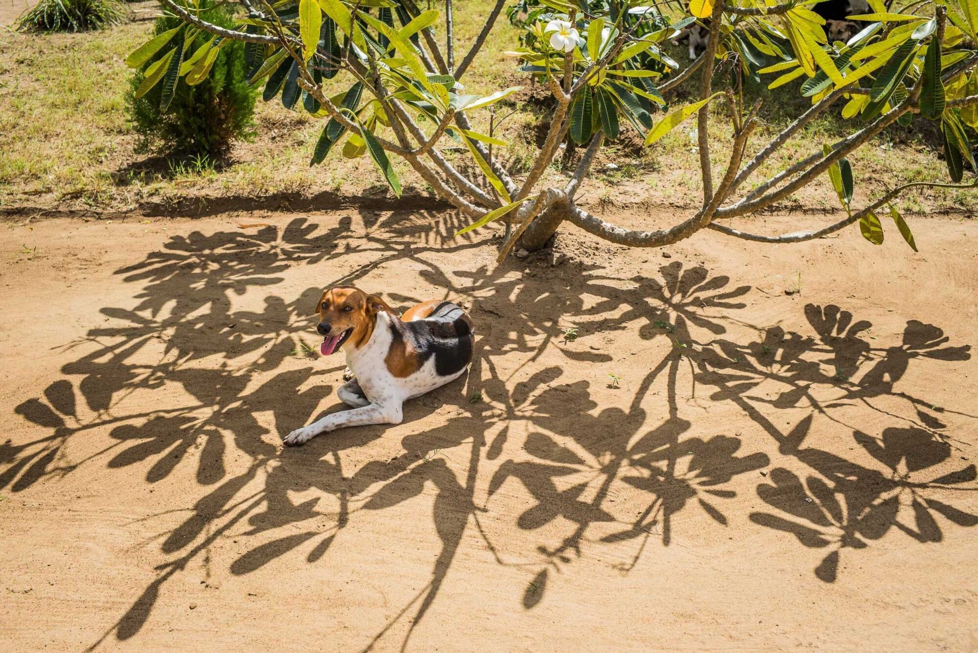 Tansania, 10. Juli 2014  - Reportage in Tansania und Suedafrika mit Werner Spitteler ueber Malaria, Artemisia Annua, Moringa und Mineralien.