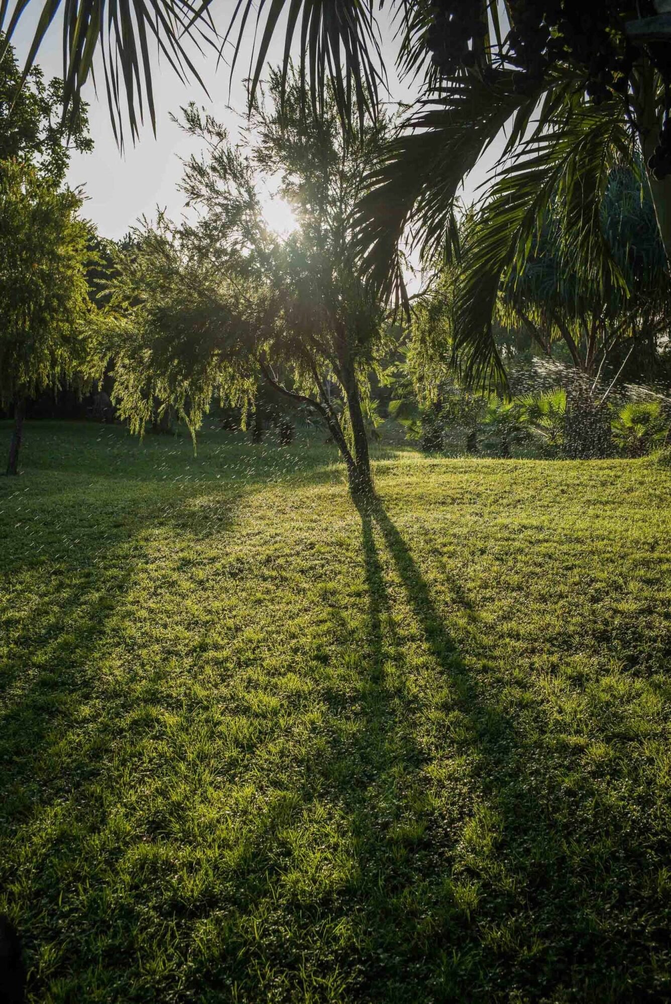 Tansania, 10. Juli 2014  - Reportage in Tansania und Suedafrika mit Werner Spitteler ueber Malaria, Artemisia Annua, Moringa und Mineralien.