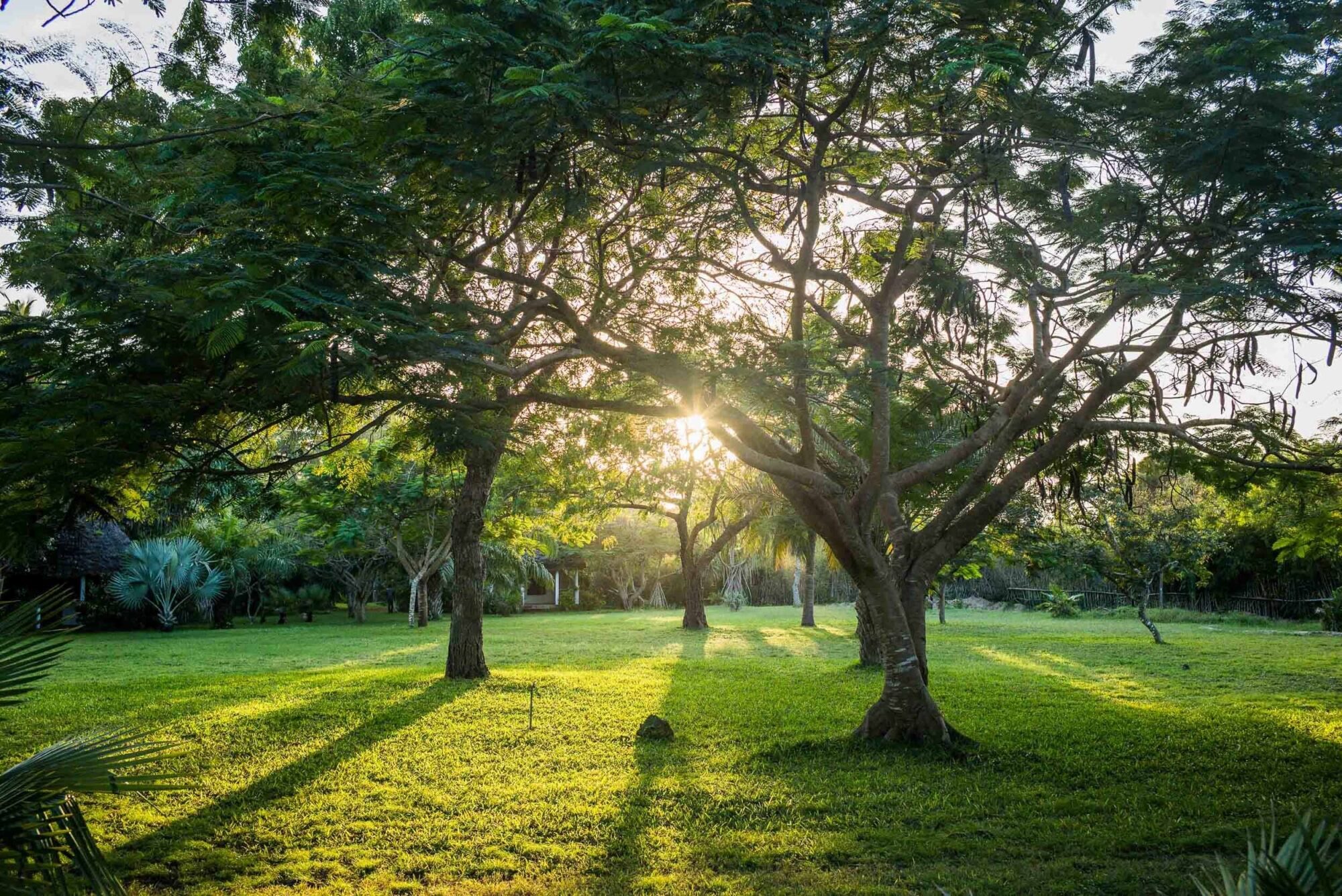 Tansania, 10. Juli 2014  - Reportage in Tansania und Suedafrika mit Werner Spitteler ueber Malaria, Artemisia Annua, Moringa und Mineralien.