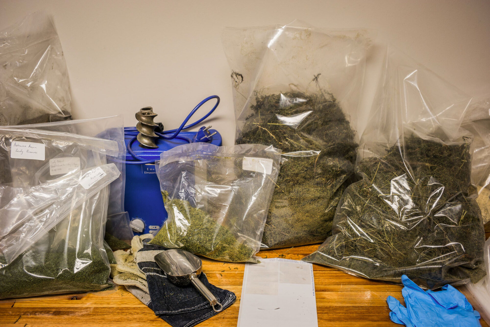 Potschefstroome, Sued Afrika, 1. Juli 2014  - Natasa Taseski und AL. J. Grobler in der University Northwest. Reportage in Suedafrika mit Werner Spitteler ueber Malaria, Artemisia Annua, Moringa und Mineralien.