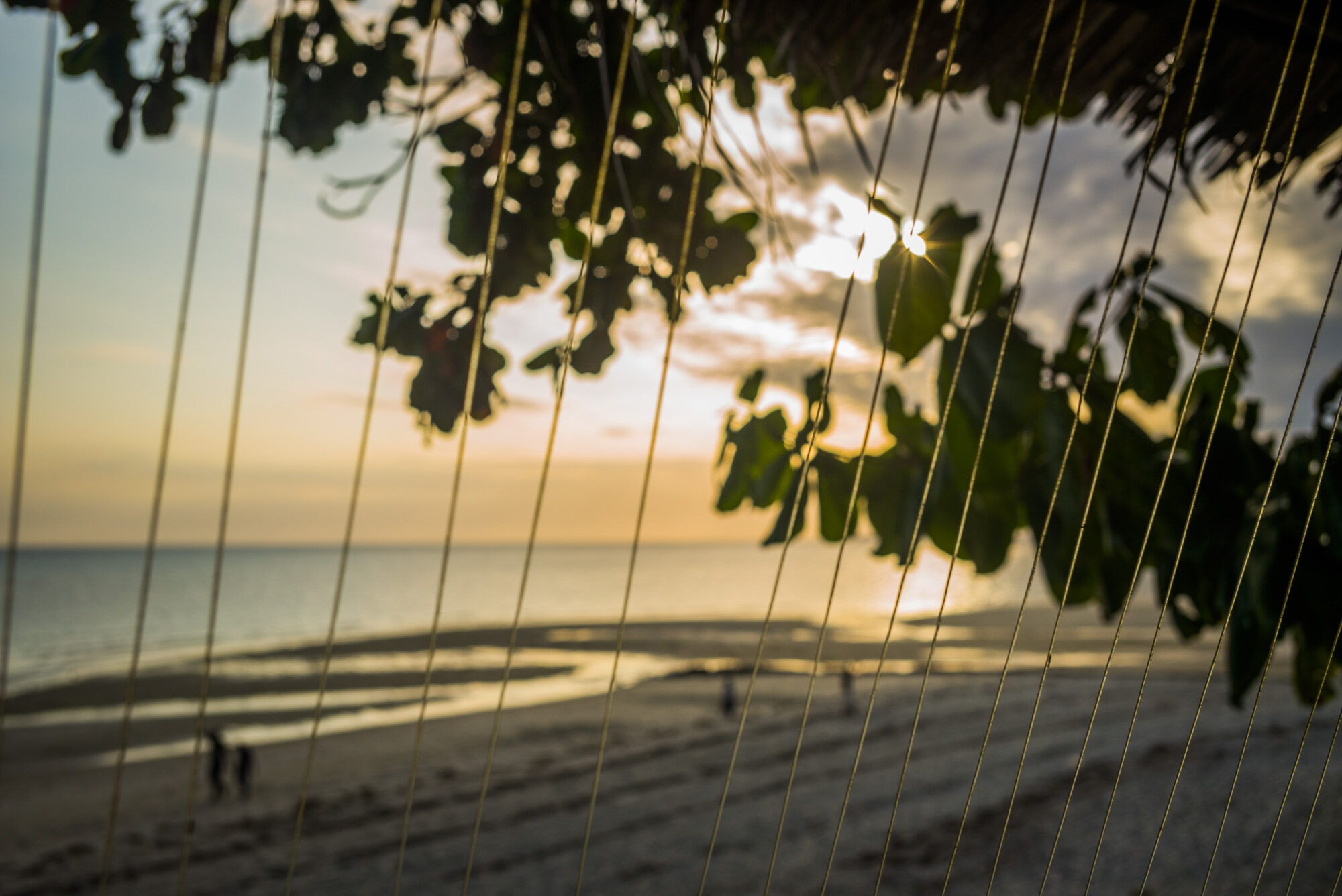 Sansibar, Tansania, 10. Juli 2014  - Reportage Sansibar und Tansania mit Werner Spitteler ueber Malaria, Artemisia Annua, Moringa und Mineralien.