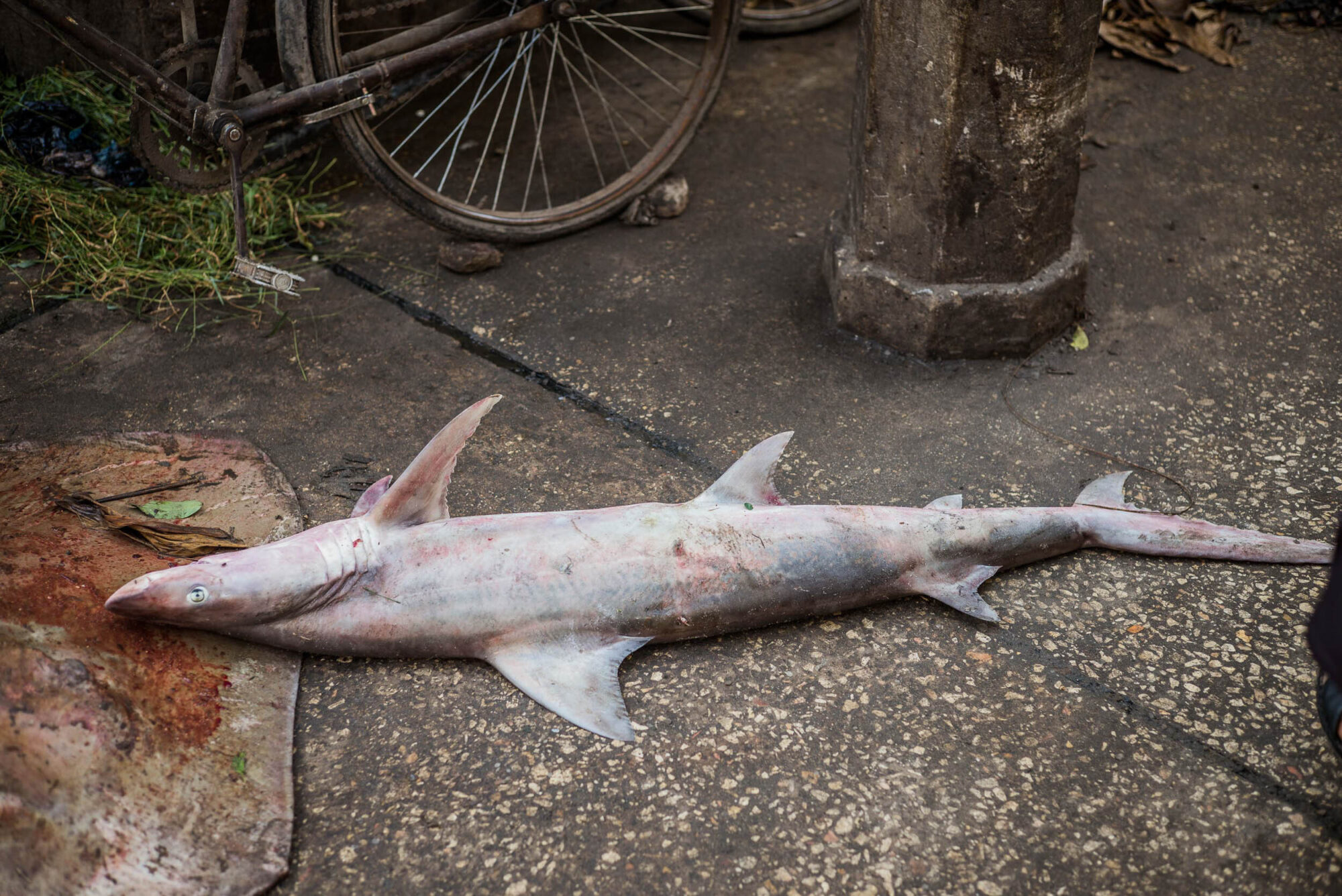 Sansibar, Tansania, 10. Juli 2014  - Reportage Sansibar und Tansania mit Werner Spitteler ueber Malaria, Artemisia Annua, Moringa und Mineralien.