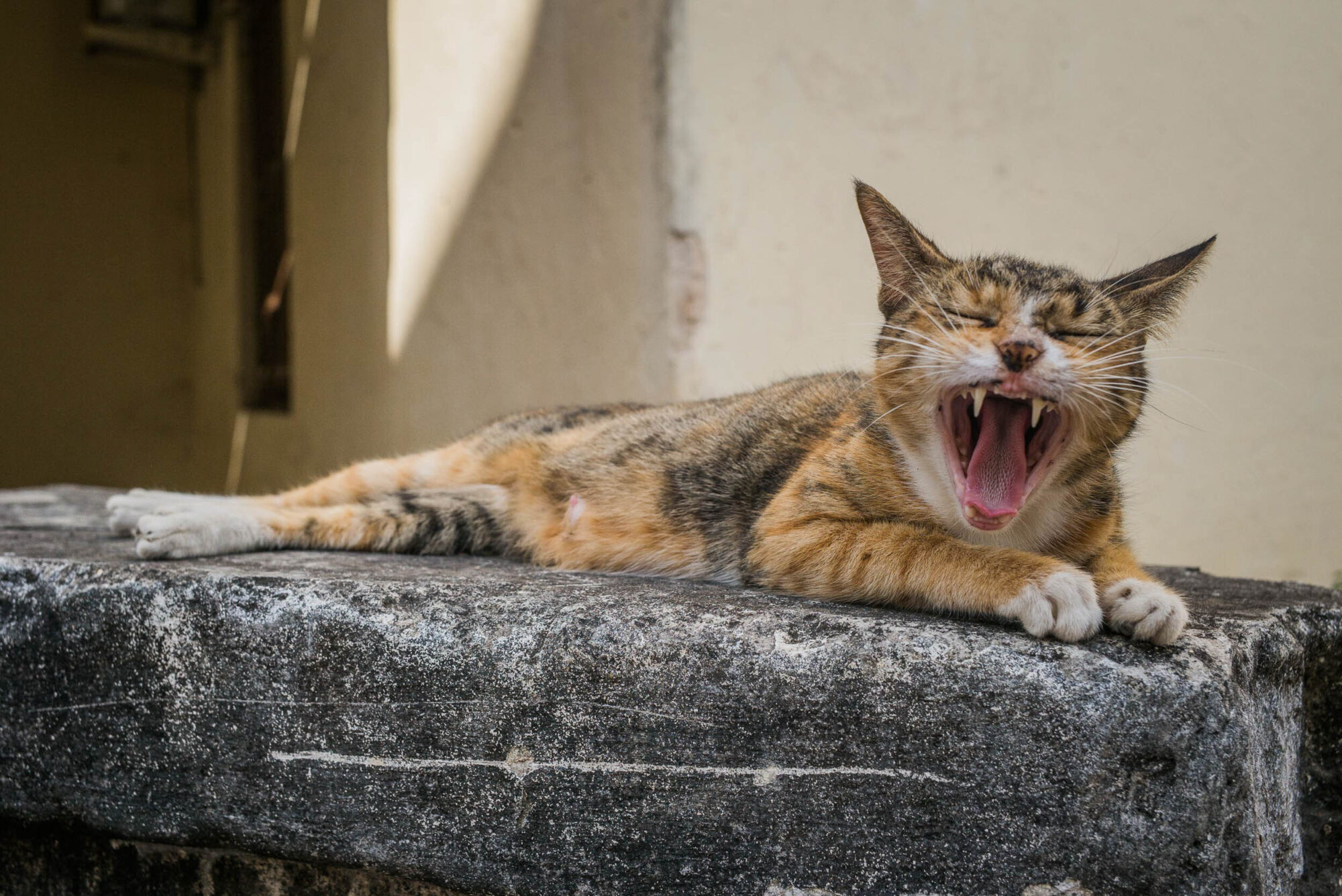 Sansibar, Tansania, 10. Juli 2014  - Reportage Sansibar und Tansania mit Werner Spitteler ueber Malaria, Artemisia Annua, Moringa und Mineralien.