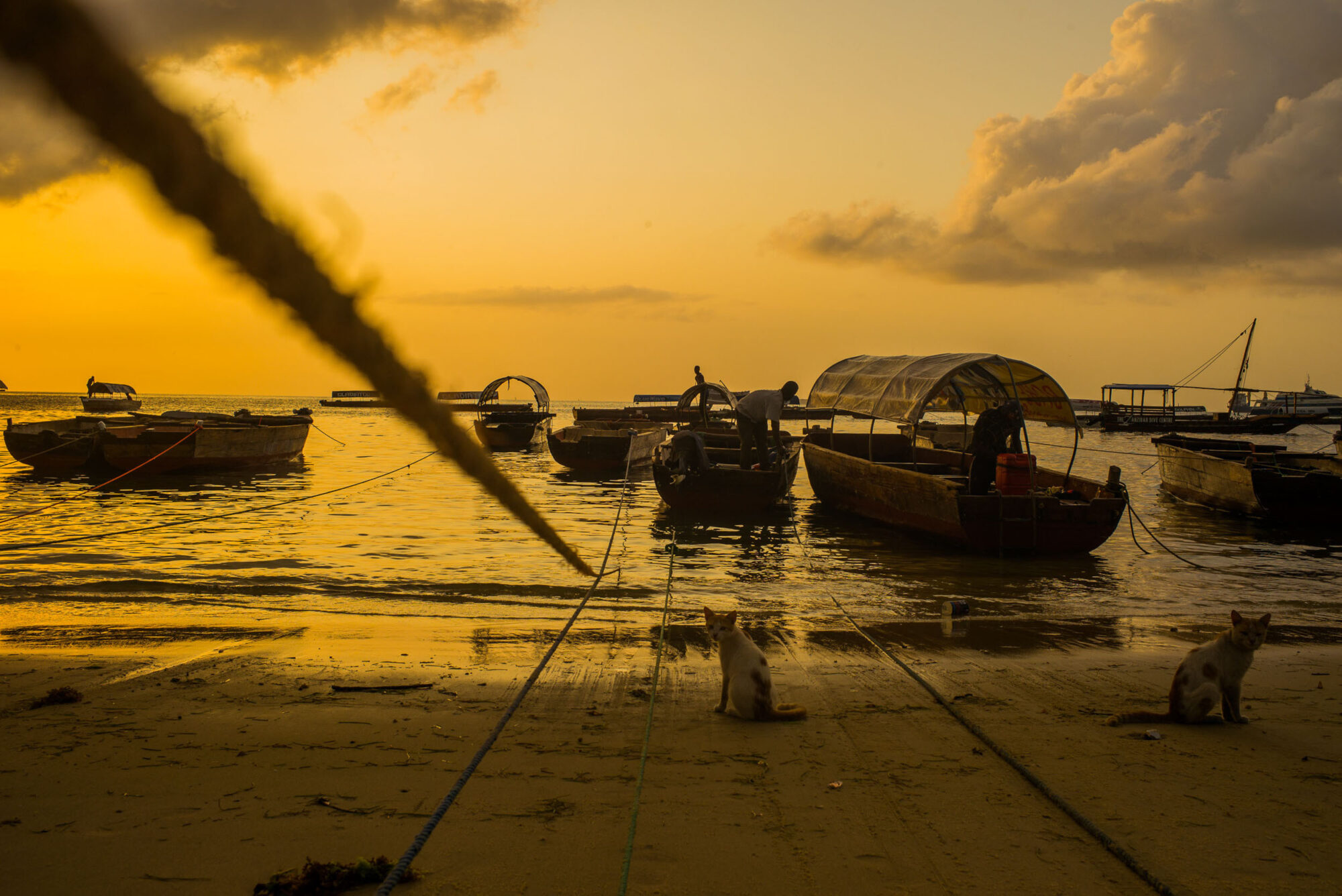 Sansibar, Tansania, 10. Juli 2014  - Reportage Sansibar und Tansania mit Werner Spitteler ueber Malaria, Artemisia Annua, Moringa und Mineralien.
