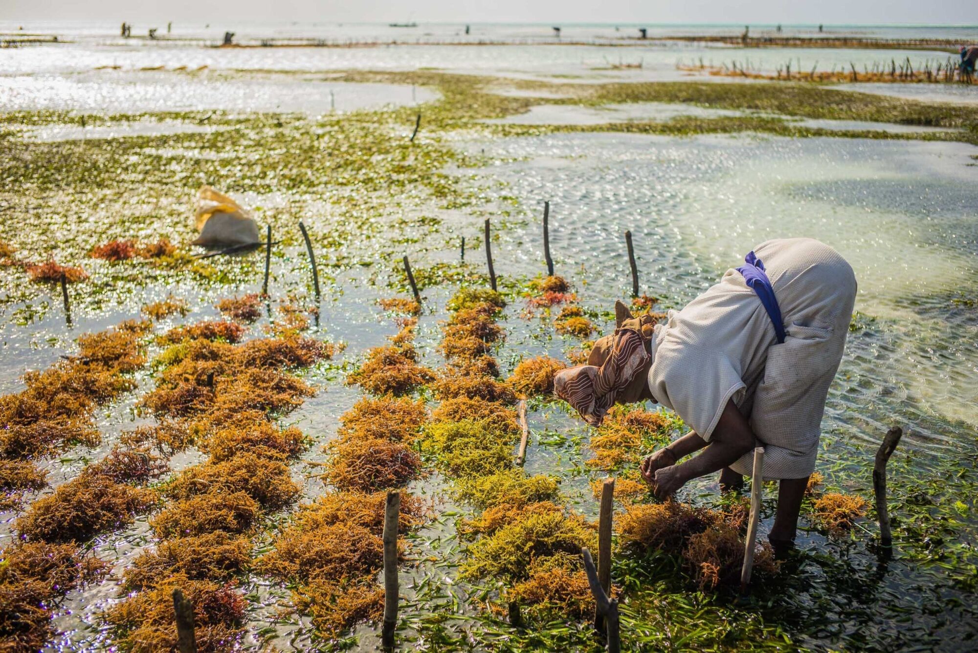 Sansibar, Tansania, 13. Juli 2014  - Ferien auf Sansibar mit Lilli, Marie und Nadja. Reportage in Tansania und Sansibar mit Werner Spitteler ueber Malaria, Artemisia Annua, Moringa und Mineralien.