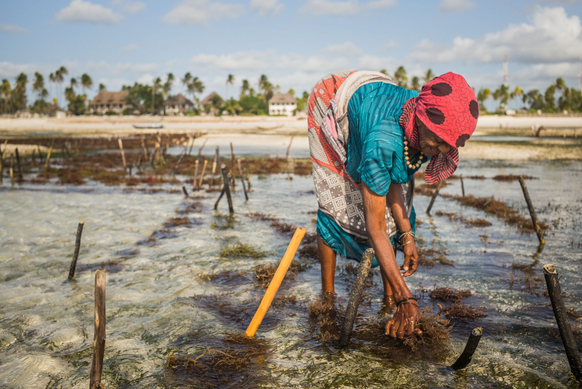 Sansibar, Tansania, 13. Juli 2014  - Ferien auf Sansibar mit Lilli, Marie und Nadja. Reportage in Tansania und Sansibar mit Werner Spitteler ueber Malaria, Artemisia Annua, Moringa und Mineralien.