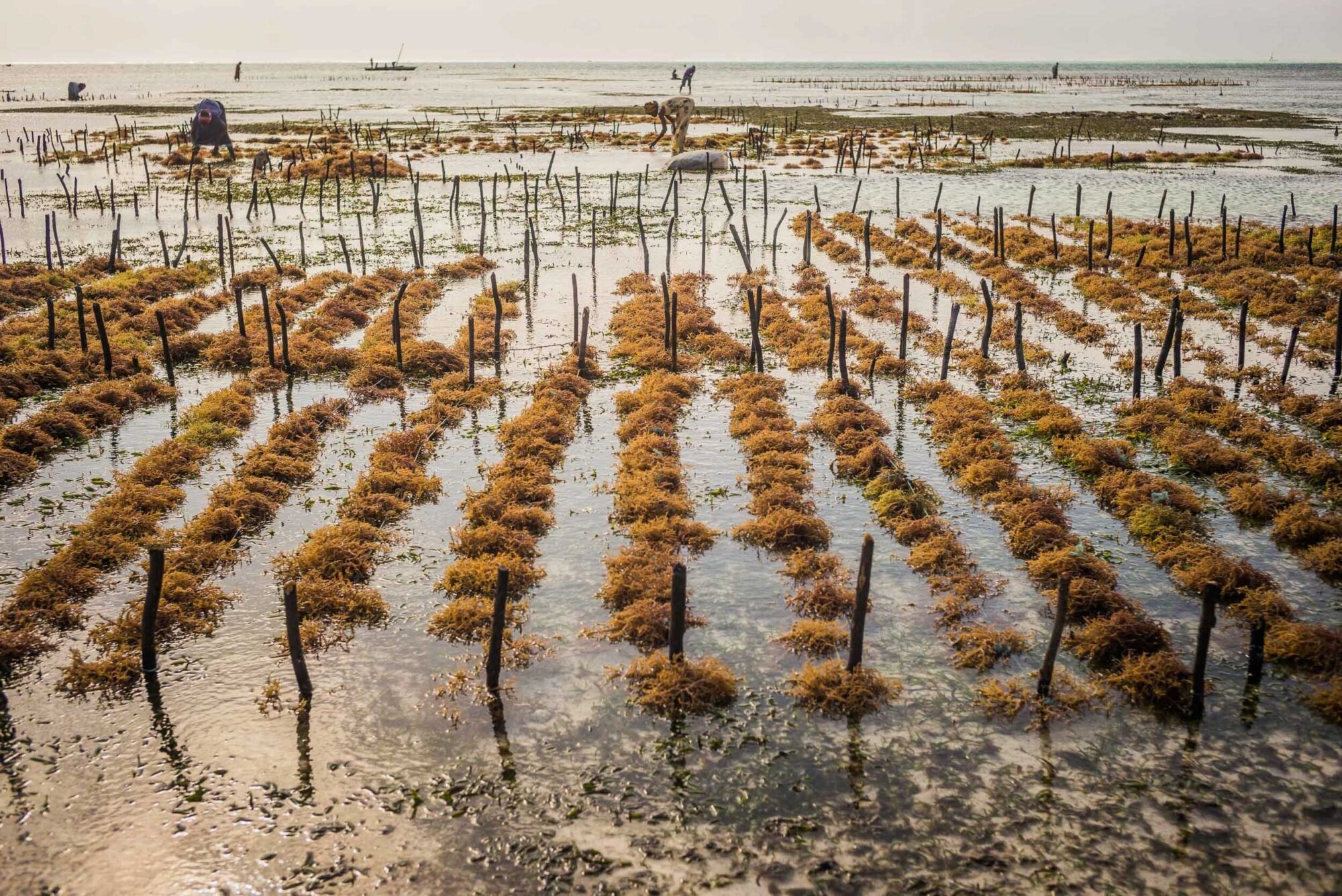 Sansibar, Tansania, 13. Juli 2014  - Ferien auf Sansibar mit Lilli, Marie und Nadja. Reportage in Tansania und Sansibar mit Werner Spitteler ueber Malaria, Artemisia Annua, Moringa und Mineralien.