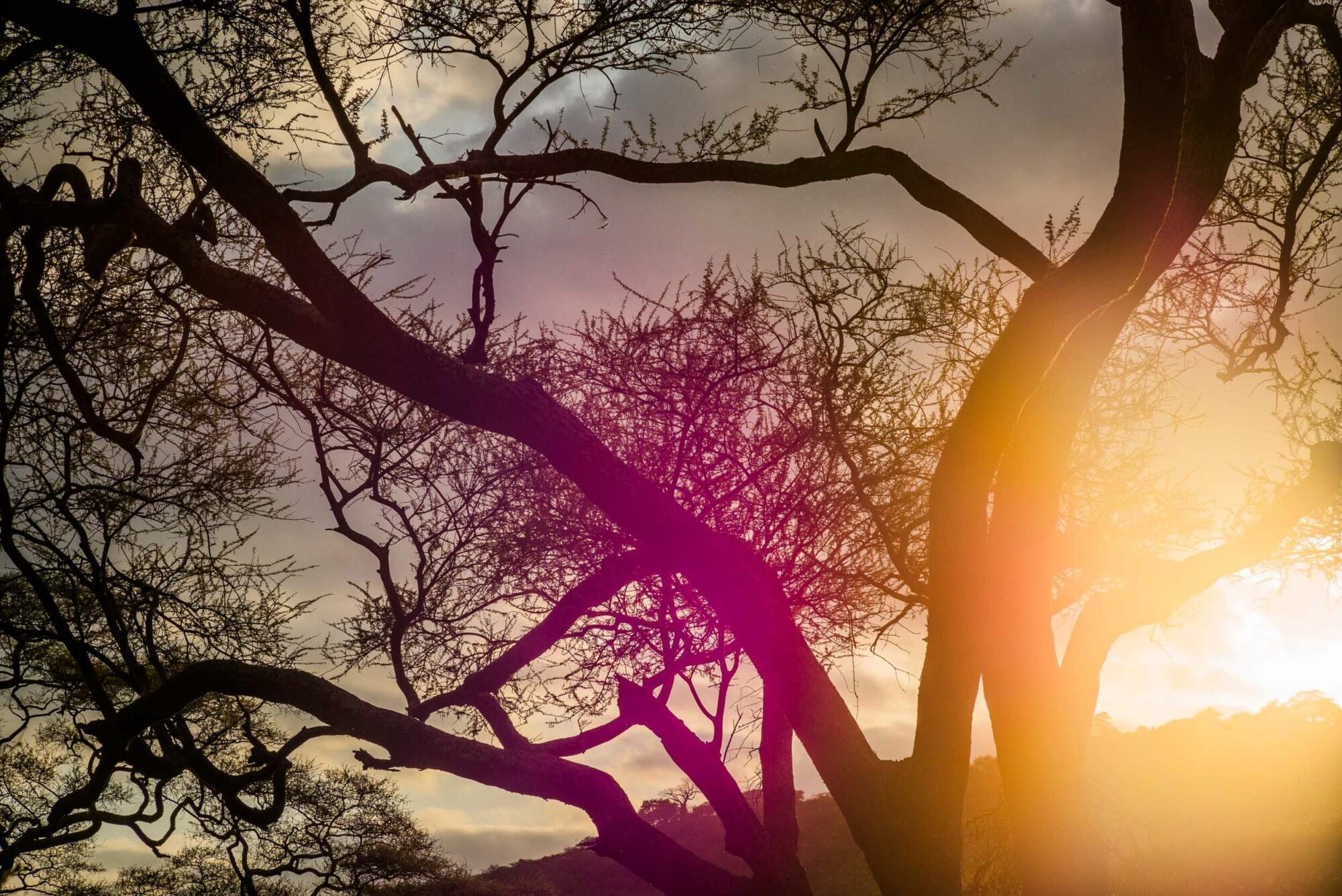 Dar Es Salaam, Tansania, 18. Juli 2014  - Lake Manyara, National Park, Voegel, Elefanten, Giraffen und andere Tiere. Artemisia Annua, Moringa und Mineralien, Reportage in Tansania und Sansibar mit Werner Spitteler ueber Malaria