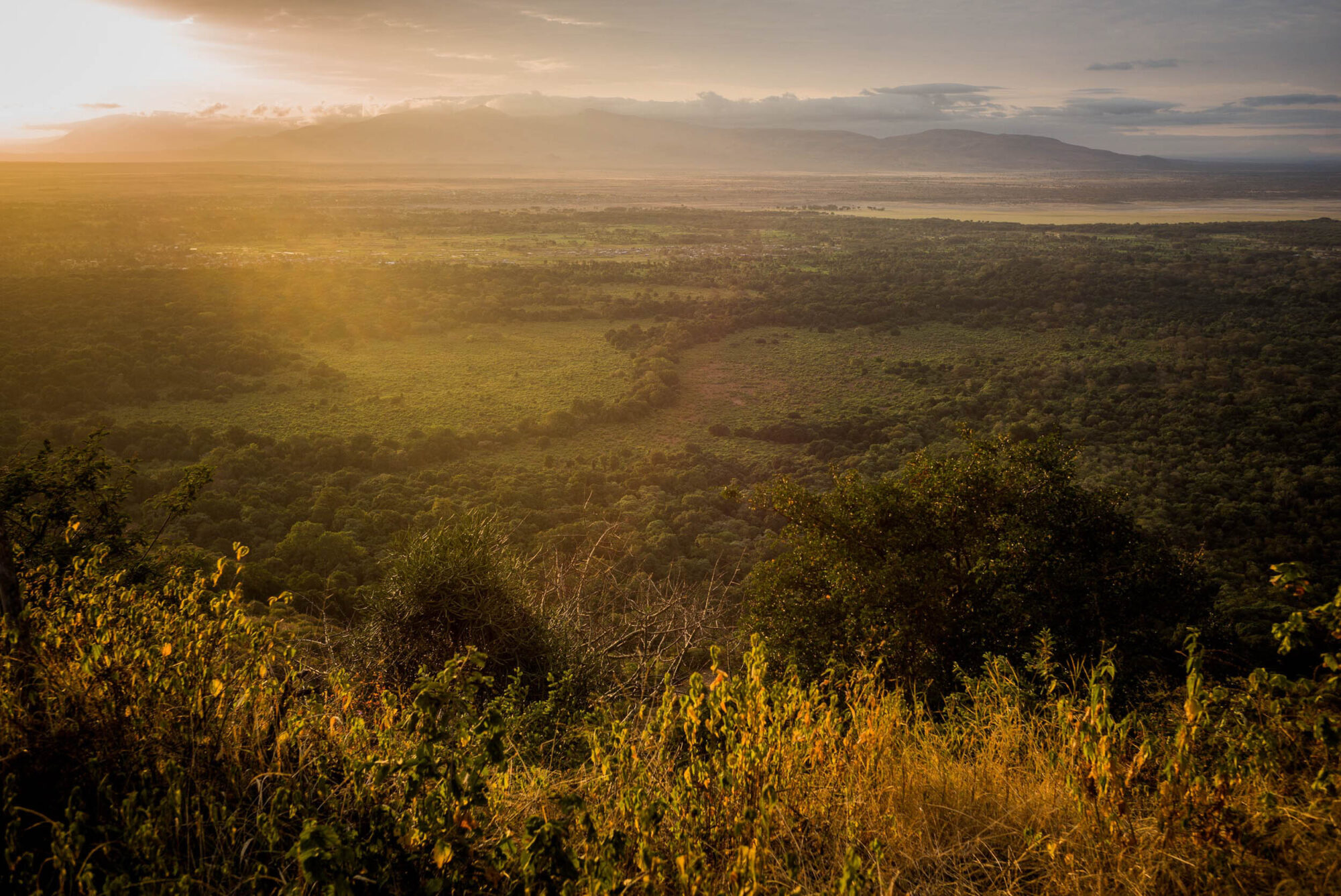 Dar Es Salaam, Tansania, 18. Juli 2014  - Lake Manyara, National Park, Voegel, Elefanten, Giraffen und andere Tiere. Artemisia Annua, Moringa und Mineralien, Reportage in Tansania und Sansibar mit Werner Spitteler ueber Malaria