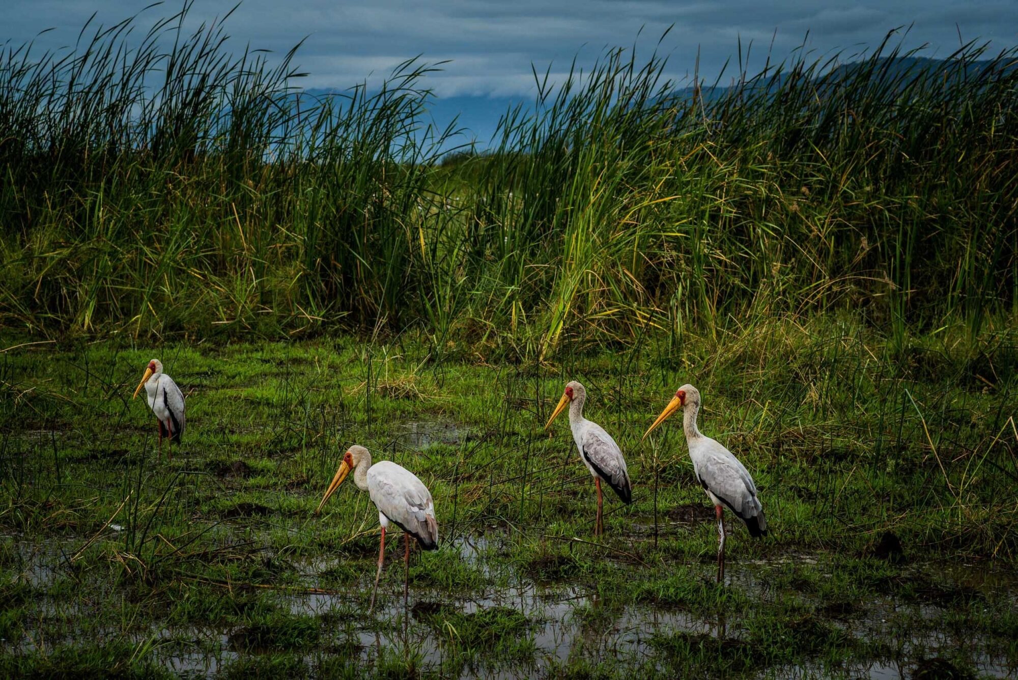 Dar Es Salaam, Tansania, 18. Juli 2014  - Lake Manyara, National Park, Voegel, Elefanten, Giraffen und andere Tiere. Artemisia Annua, Moringa und Mineralien, Reportage in Tansania und Sansibar mit Werner Spitteler ueber Malaria