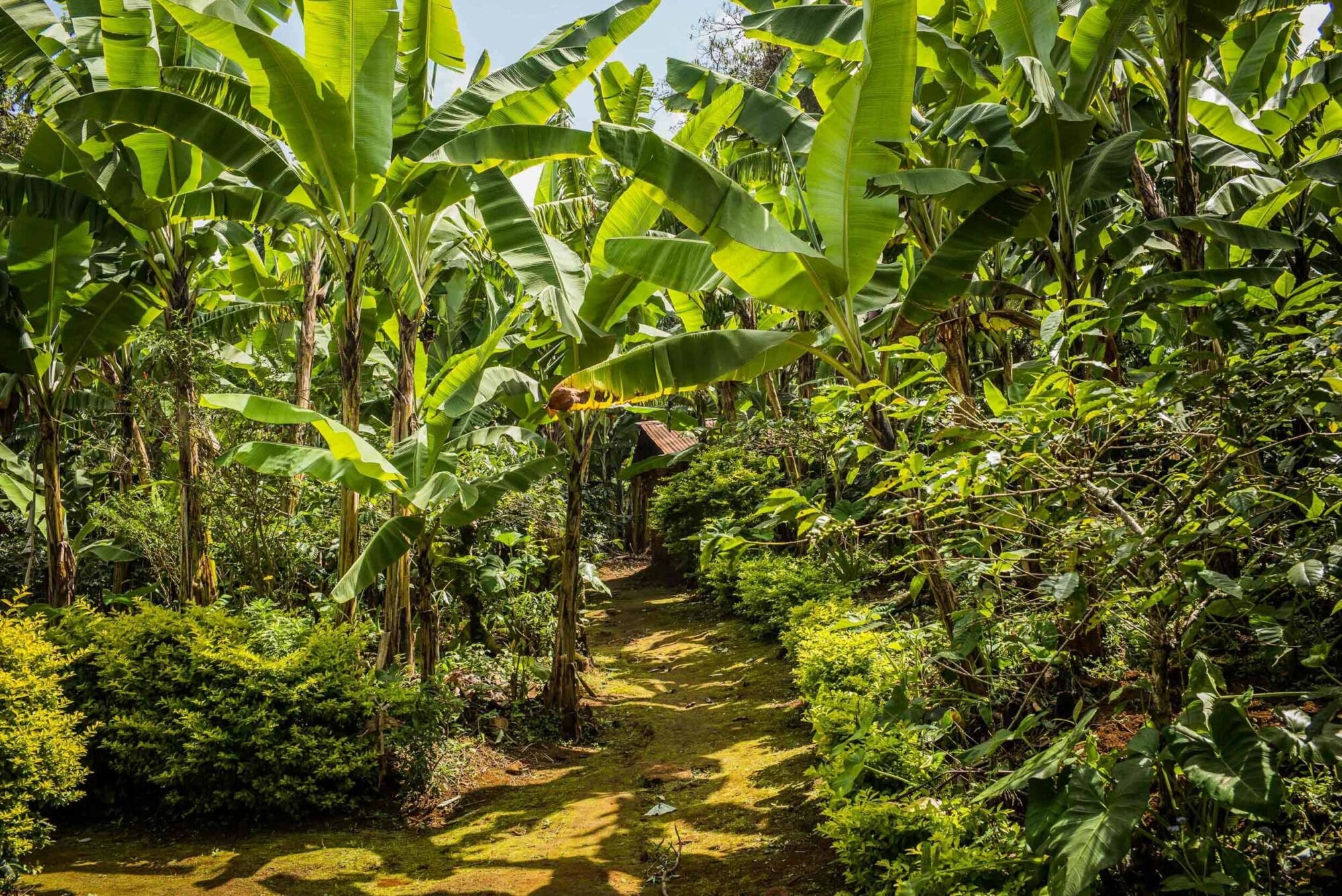 Dar Es Salaam, Tansania, 22. Juli 2014  - .Grab von  Yohani Kinyala Lauwo, Reportage in Tansania und Sansibar mit Werner Spitteler ueber Malaria, Artemisia Annua, Moringa und Mineralien.