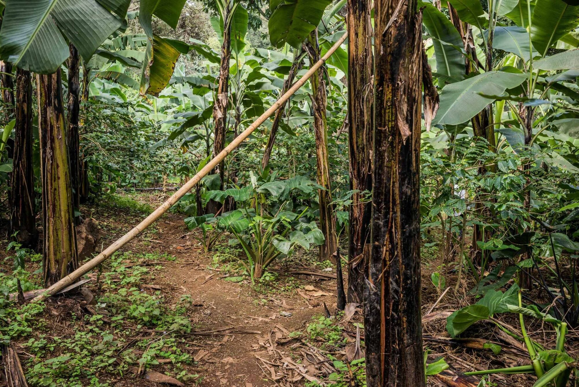 Dar Es Salaam, Tansania, 22. Juli 2014  - .Grab von  Yohani Kinyala Lauwo, Reportage in Tansania und Sansibar mit Werner Spitteler ueber Malaria, Artemisia Annua, Moringa und Mineralien.
