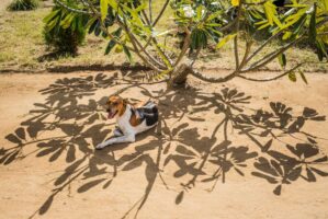 Tansania, 10. Juli 2014  - Reportage in Tansania und Suedafrika mit Werner Spitteler ueber Malaria, Artemisia Annua, Moringa und Mineralien.