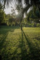Tansania, 10. Juli 2014  - Reportage in Tansania und Suedafrika mit Werner Spitteler ueber Malaria, Artemisia Annua, Moringa und Mineralien.