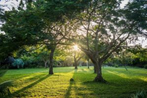 Tansania, 10. Juli 2014  - Reportage in Tansania und Suedafrika mit Werner Spitteler ueber Malaria, Artemisia Annua, Moringa und Mineralien.