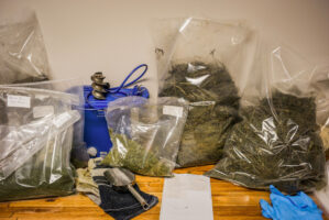 Potschefstroome, Sued Afrika, 1. Juli 2014  - Natasa Taseski und AL. J. Grobler in der University Northwest. Reportage in Suedafrika mit Werner Spitteler ueber Malaria, Artemisia Annua, Moringa und Mineralien.