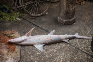 Sansibar, Tansania, 10. Juli 2014  - Reportage Sansibar und Tansania mit Werner Spitteler ueber Malaria, Artemisia Annua, Moringa und Mineralien.