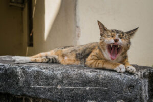Sansibar, Tansania, 10. Juli 2014  - Reportage Sansibar und Tansania mit Werner Spitteler ueber Malaria, Artemisia Annua, Moringa und Mineralien.