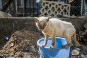 Sansibar, Tansania, 10. Juli 2014  - Reportage Sansibar und Tansania mit Werner Spitteler ueber Malaria, Artemisia Annua, Moringa und Mineralien.