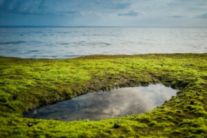 Sansibar, Tansania, 10. Juli 2014  - Reportage Sansibar und Tansania mit Werner Spitteler ueber Malaria, Artemisia Annua, Moringa und Mineralien.