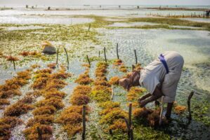 Sansibar, Tansania, 13. Juli 2014  - Ferien auf Sansibar mit Lilli, Marie und Nadja. Reportage in Tansania und Sansibar mit Werner Spitteler ueber Malaria, Artemisia Annua, Moringa und Mineralien.
