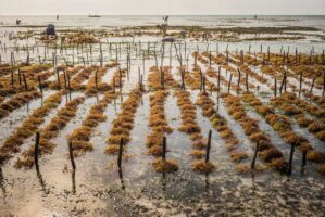 Sansibar, Tansania, 13. Juli 2014  - Ferien auf Sansibar mit Lilli, Marie und Nadja. Reportage in Tansania und Sansibar mit Werner Spitteler ueber Malaria, Artemisia Annua, Moringa und Mineralien.