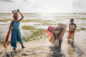 Sansibar, Tansania, 13. Juli 2014  - Ferien auf Sansibar mit Lilli, Marie und Nadja. Reportage in Tansania und Sansibar mit Werner Spitteler ueber Malaria, Artemisia Annua, Moringa und Mineralien.