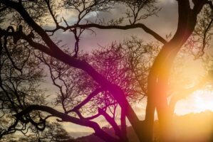 Dar Es Salaam, Tansania, 18. Juli 2014  - Lake Manyara, National Park, Voegel, Elefanten, Giraffen und andere Tiere. Artemisia Annua, Moringa und Mineralien, Reportage in Tansania und Sansibar mit Werner Spitteler ueber Malaria