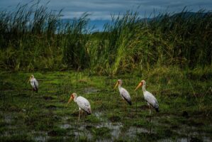 Dar Es Salaam, Tansania, 18. Juli 2014  - Lake Manyara, National Park, Voegel, Elefanten, Giraffen und andere Tiere. Artemisia Annua, Moringa und Mineralien, Reportage in Tansania und Sansibar mit Werner Spitteler ueber Malaria