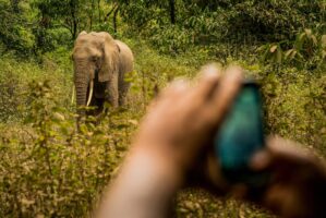 Dar Es Salaam, Tansania, 18. Juli 2014  - Lake Manyara, National Park, Voegel, Elefanten, Giraffen und andere Tiere. Artemisia Annua, Moringa und Mineralien, Reportage in Tansania und Sansibar mit Werner Spitteler ueber Malaria