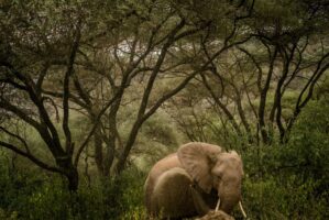 Dar Es Salaam, Tansania, 18. Juli 2014  - Lake Manyara, National Park, Voegel, Elefanten, Giraffen und andere Tiere. Artemisia Annua, Moringa und Mineralien, Reportage in Tansania und Sansibar mit Werner Spitteler ueber Malaria