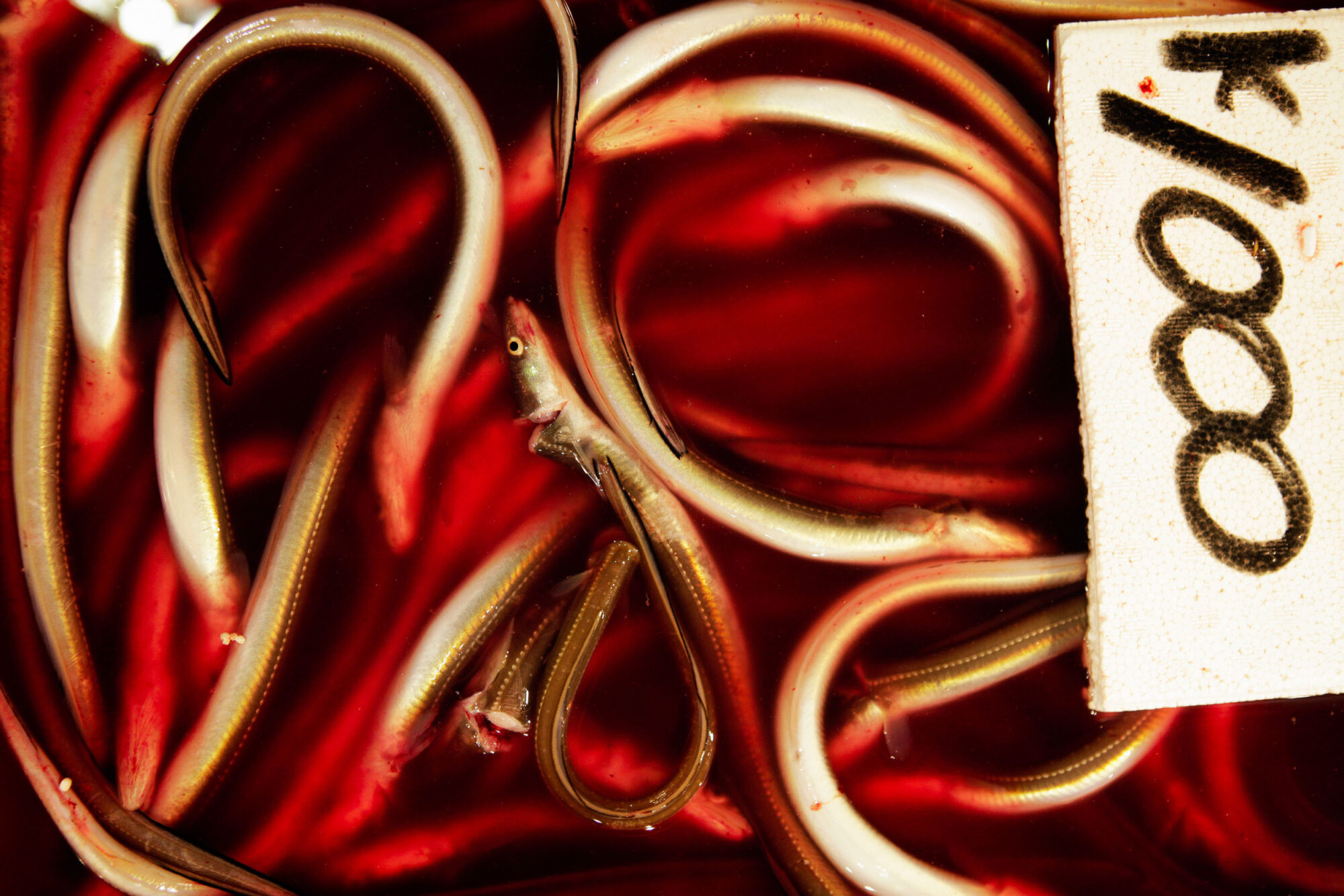 Tokio, Japan, 15. Februar 2009 - Tokio, Hauptstadt von Japan. Fischmarkt.

Photo by Daniel Ammann