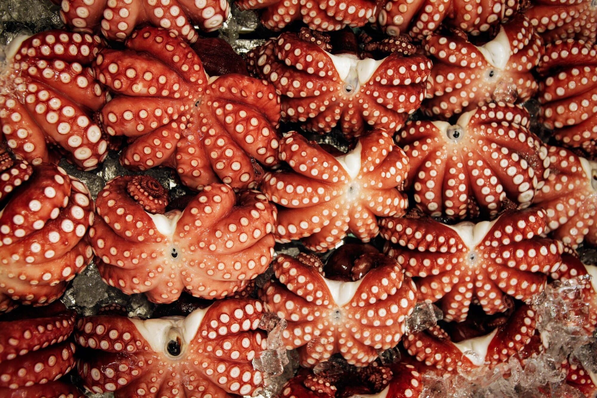 Tokio, Japan, 15. Februar 2009 - Tokio, Hauptstadt von Japan. Fischmarkt.

Photo by Daniel Ammann