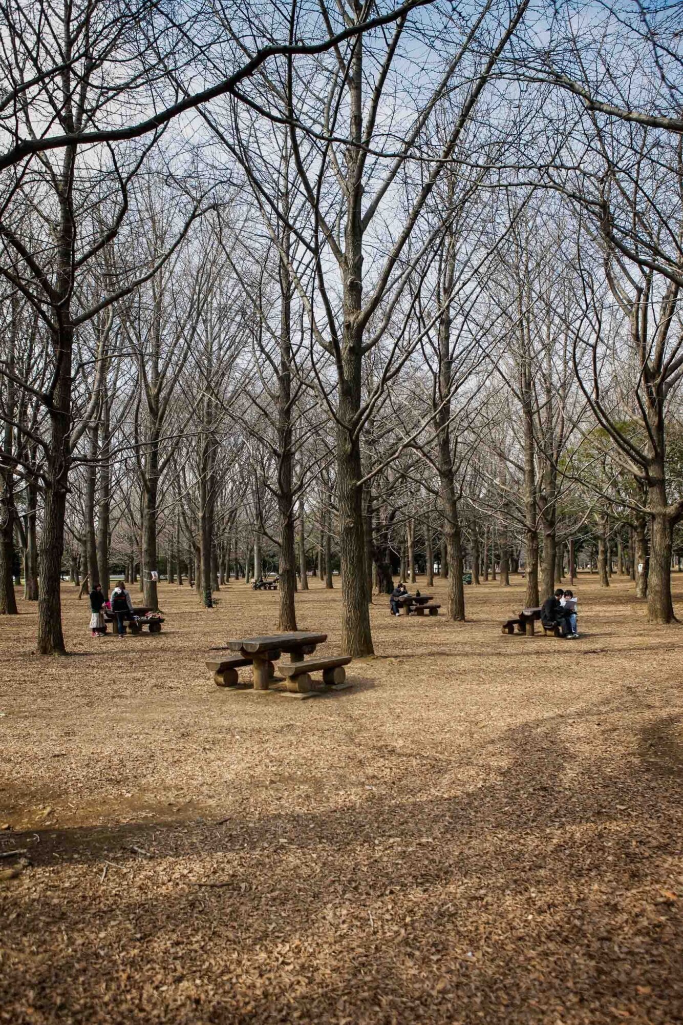 Tokio, Japan, 15. Februar 2009 - Tokio, Hauptstadt von Japan. Im Yojogi Park.

Photo by Daniel Ammann