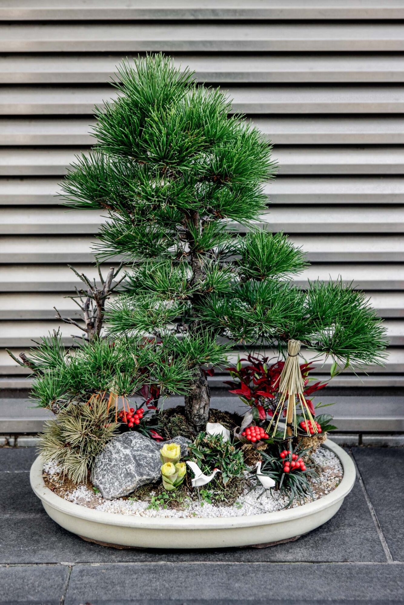 Tokio, Japan, 15. Februar 2009 - Tokio, Hauptstadt von Japan. Blumen, Flower.

Photo by Daniel Ammann