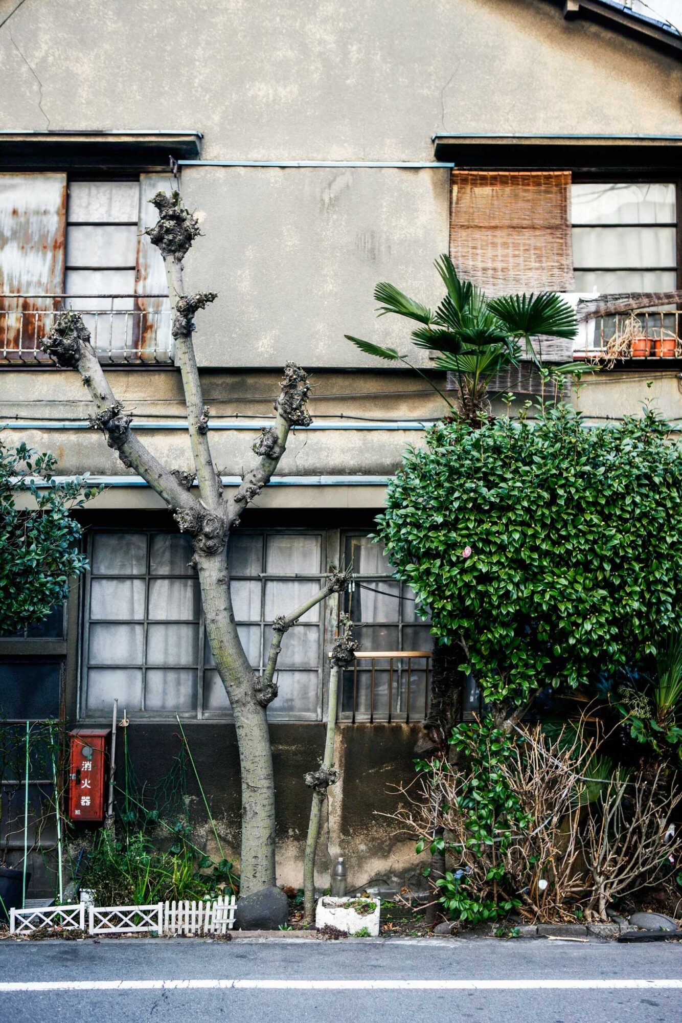 Tokio, Japan, 15. Februar 2009 - Tokio, Hauptstadt von Japan. Baum, Blume, Flower.

Photo by Daniel Ammann